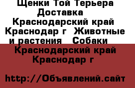 Щенки Той-Терьера.Доставка. - Краснодарский край, Краснодар г. Животные и растения » Собаки   . Краснодарский край,Краснодар г.